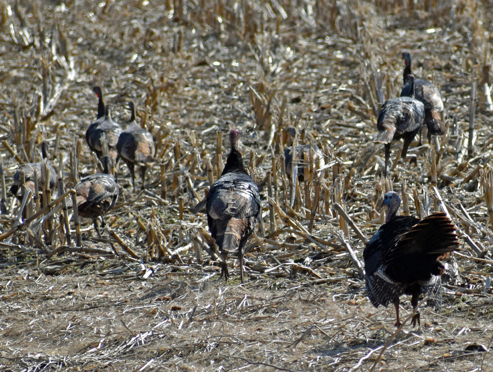 Chasing hens